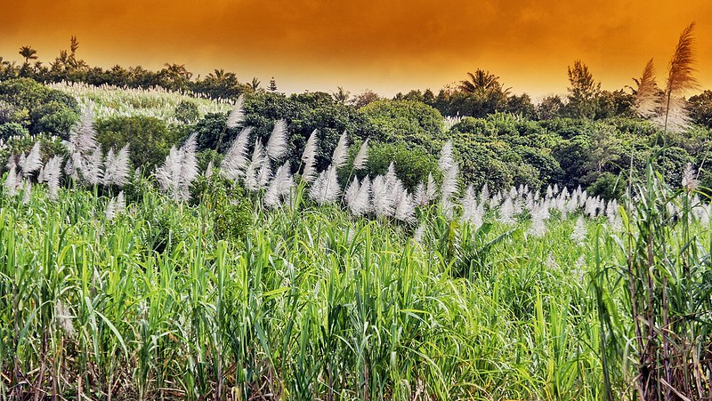 Photo of sugar cane fields