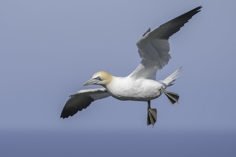 A photo of a gannet in the sky