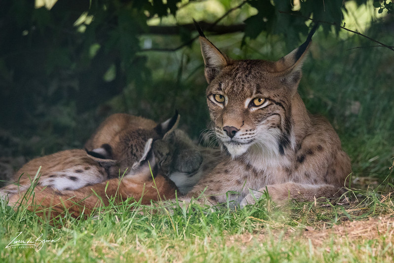 A photo of lynx resting