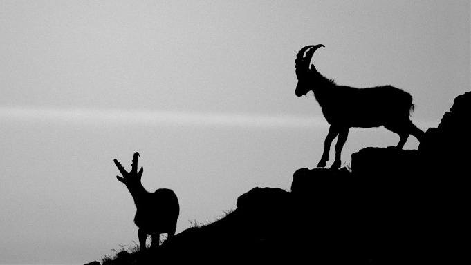 A photo of two alpine ibex