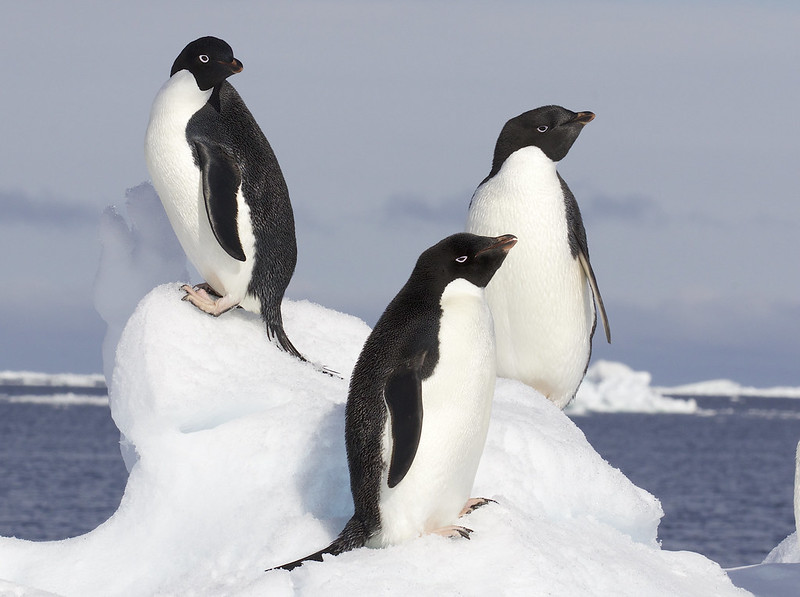 A photo of three Adelie Penguin