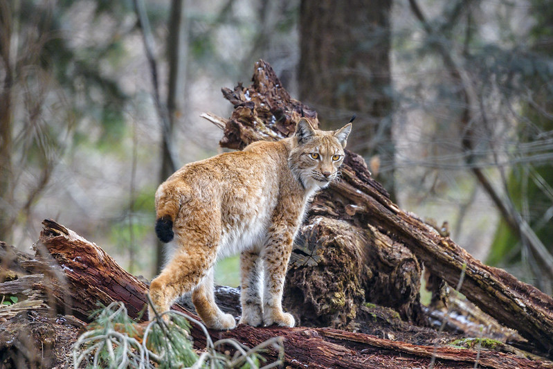 A photo of a female lynx posing on a dead tree