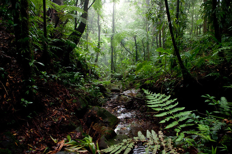 A photo of tropical forest in Guadeloupe