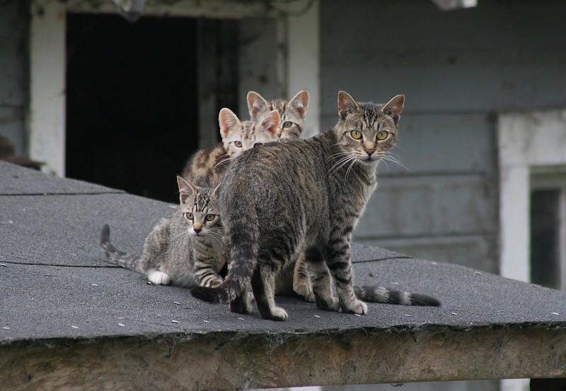 A photo of a feral Cat Mom and 3 Kittens