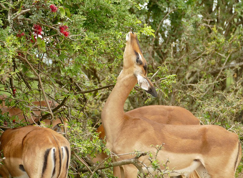 A photo of an Impala browsing a tree