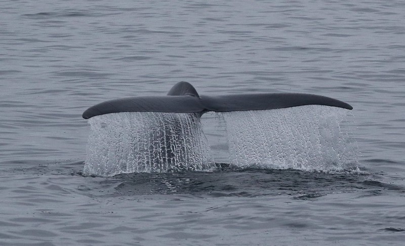 A photo of a Blue Whale