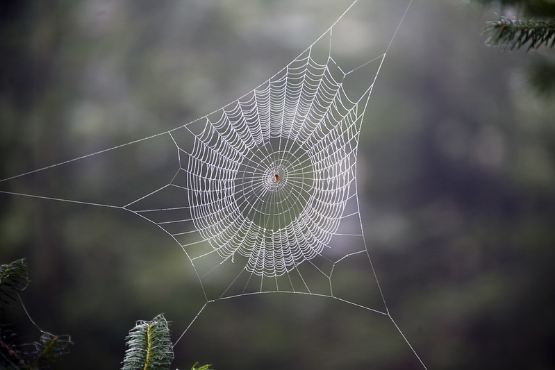 A photo of a spider at the center of its web