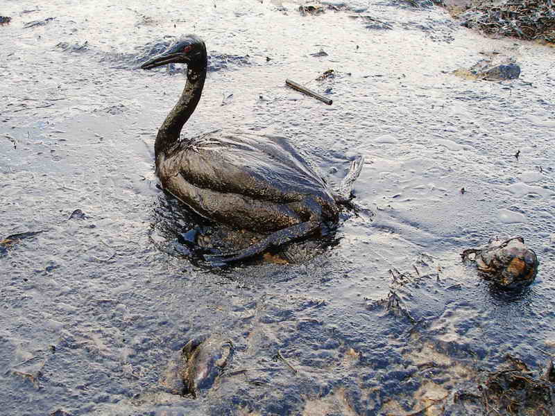 A photo of an oiled bird during a Black Sea oil spill